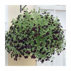 Calibrachoa 'Can-Can Black Cherry' | Bedding | Pack Of 5 Large Plug Plants -Starter Plant Sales PL9020SPX5 add image 2 cd7f