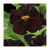 Calibrachoa 'Can-Can Black Cherry' | Bedding | Pack Of 5 Large Plug Plants 2 Calibrachoa 'Can-Can Black Cherry' | Bedding | Pack Of 5 Large Plug Plants -Starter Plant Sales PL9020SPX5 main image 5e38
