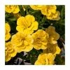 Calibrachoa 'Can-Can Double Dark Yellow' | Bedding | Pack Of 5 Large Plug Plants 2 Calibrachoa 'Can-Can Double Dark Yellow' | Bedding | Pack Of 5 Large Plug Plants -Starter Plant Sales PL9023SPX5 main image 9461