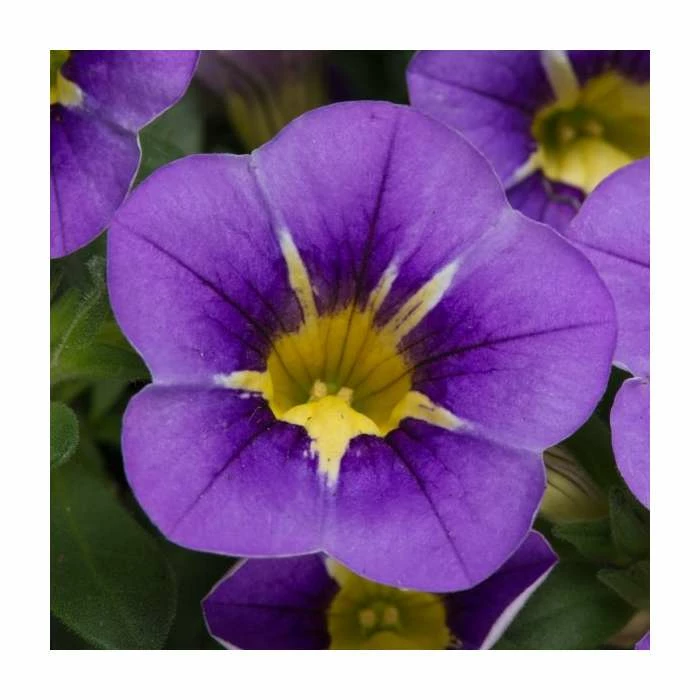 Calibrachoa 'Starlight Blue' | Pack of 5 Plug Plants 4 Calibrachoa 'Starlight Blue' | Pack of 5 Plug Plants - Image 2