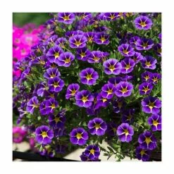 Calibrachoa 'Starlight Blue' | Pack of 5 Plug Plants 8 Calibrachoa 'Starlight Blue' | Pack of 5 Plug Plants -Starter Plant Sales PL9029SPX5 add image 2 4447