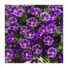 Calibrachoa 'Starlight Blue' | Pack of 5 Plug Plants -Starter Plant Sales PL9029SPX5 main image 4a32