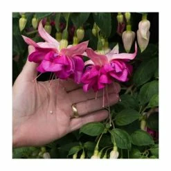 Fuchsia Southern Belles 'Bella Rosella' | Bedding | 5 x Large Plugs -Starter Plant Sales PL9039SPX5 add image 2 11fa