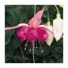 Fuchsia Southern Belles 'Bella Rosella' | Bedding | 5 x Large Plugs -Starter Plant Sales PL9039SPX5 main image 6f9d