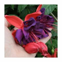 Front Page -Starter Plant Sales PL9046SPX5 add image 1 717d