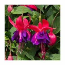 Fuchsia Southern Belles 'Voodoo' | Bedding | 5 x Large Plugs -Starter Plant Sales PL9046SPX5 add image 2 f784