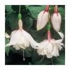 Fuchsia Upright Type 'Happy Wedding Day' | Bedding | 5 x Large Plugs -Starter Plant Sales PL9048SPX5 main image 4d55