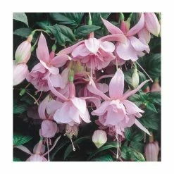 Front Page 13 Fuchsia Trailing Type 'Pink Galore' | Bedding | 5 x Large Plugs