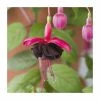 Fuchsia Upright Type 'Blackie' | Bedding | 5 x Large Plugs 1 Fuchsia Upright Type 'Blackie' | Bedding | 5 x Large Plugs -Starter Plant Sales PL9058SPX5 main image c5b2
