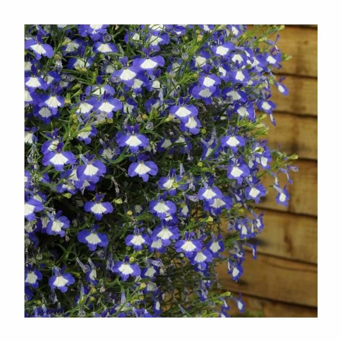 Lobelia Waterfall 'Blue Ice' | Bedding | 5 x Large Plugs 4 Lobelia Waterfall 'Blue Ice' | Bedding | 5 x Large Plugs - Image 2