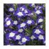 Lobelia Waterfall 'Blue Ice' | Bedding | 5 x Large Plugs -Starter Plant Sales PL9077SPX5 main image 1047