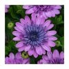 Osteospermum 3D 'Double Pink' | Bedding | 5 x Large Plugs