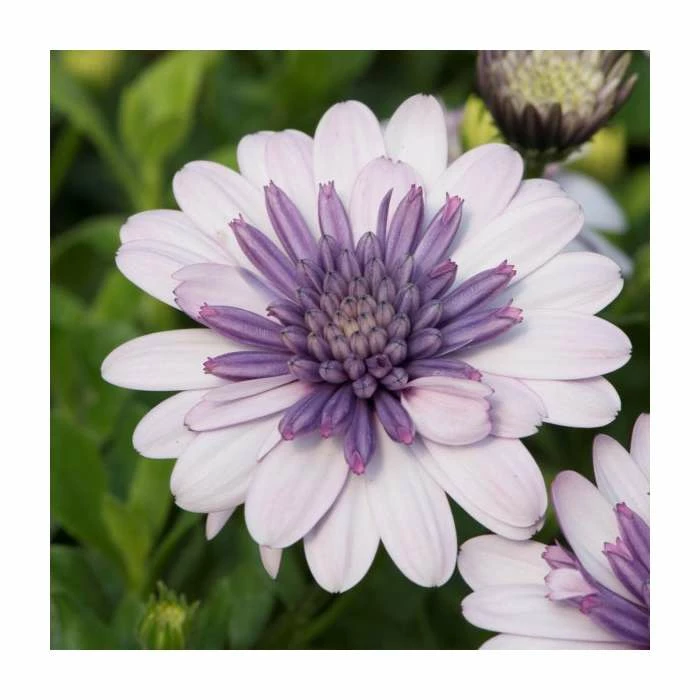 Osteospermum 3D 'Double Violet Ice' | Bedding | 5 x Large Plugs 3 Osteospermum 3D 'Double Violet Ice' | Bedding | 5 x Large Plugs