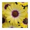 Osteospermum Serenity 'Blue Eyed Beauty' | Bedding | 5 x Large Plugs 2 Osteospermum Serenity 'Blue Eyed Beauty' | Bedding | 5 x Large Plugs -Starter Plant Sales PL9086SPX5 main image fd7c