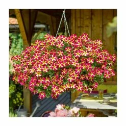 Petunia Amore™ 'Queen of Hearts' | Bedding | 5 x Large Plugs