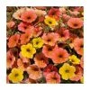 Petunia Cascadia™ 'Indian Summer' | Bedding | 5 x Large Plugs -Starter Plant Sales PL9090SPX5 main image 9e20