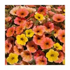 Petunia Cascadia™ 'Indian Summer' | Bedding | 5 x Large Plugs