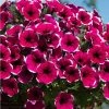 Petunia Cascadia™ 'Rim Cherry' | Bedding | 5 x Large Plugs -Starter Plant Sales PL9091SPX5 main image d1e6