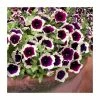 Petunia Cascadia™ 'Rim Magenta' | Bedding | 5 x Large Plugs -Starter Plant Sales PL9092SPX5 main image 0905