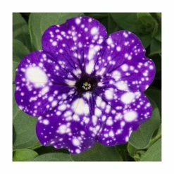 Petunia Sky 'Night Sky®' | Bedding | 5 x Large Plugs -Starter Plant Sales PL9102SPX5 add image 2 4dbe