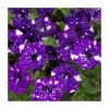 Petunia Sky 'Night Sky®' | Bedding | 5 x Large Plugs -Starter Plant Sales PL9102SPX5 main image 35ff