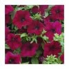 Petunia Surfinia® 'Burgundy' | Bedding | 5 x Large Plugs