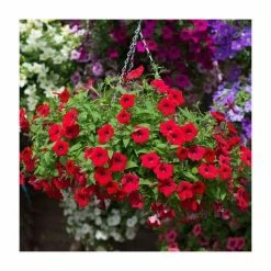 Petunia Surfinia® 'Deep Red' | Bedding | 5 x Large Plugs -Starter Plant Sales PL9109SPX5 add image 2 ed39