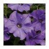 Petunia Surfinia® 'Heavenly Blue' | Bedding | 5 x Large Plugs 1 Petunia Surfinia® 'Heavenly Blue' | Bedding | 5 x Large Plugs -Starter Plant Sales PL9110SPX5 main image 31d5