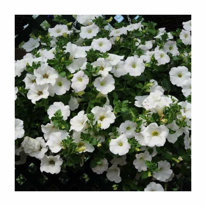 Petunia Surfinia® 'Snow' | Bedding | 5 x Large Plugs 4 Petunia Surfinia® 'Snow' | Bedding | 5 x Large Plugs - Image 2