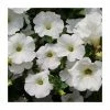 Petunia Surfinia® 'Snow' | Bedding | 5 x Large Plugs