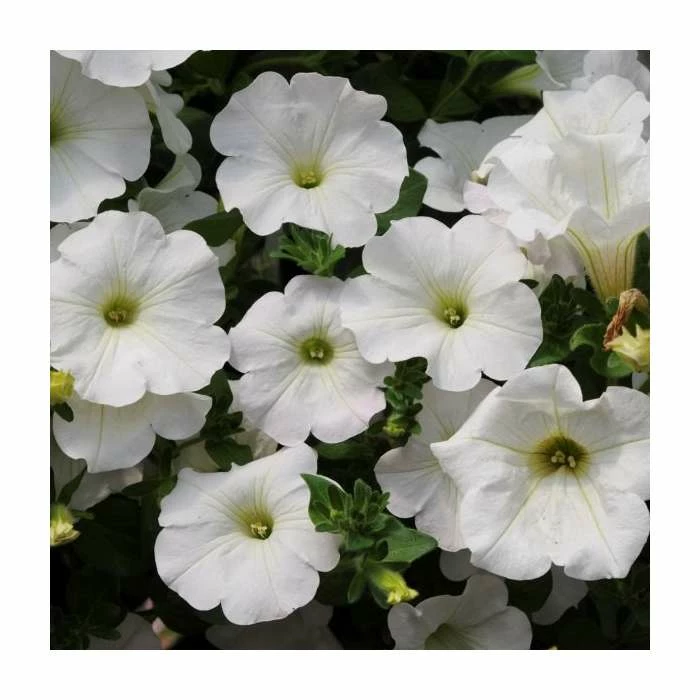 Petunia Surfinia® 'Snow' | Bedding | 5 x Large Plugs 3 Petunia Surfinia® 'Snow' | Bedding | 5 x Large Plugs