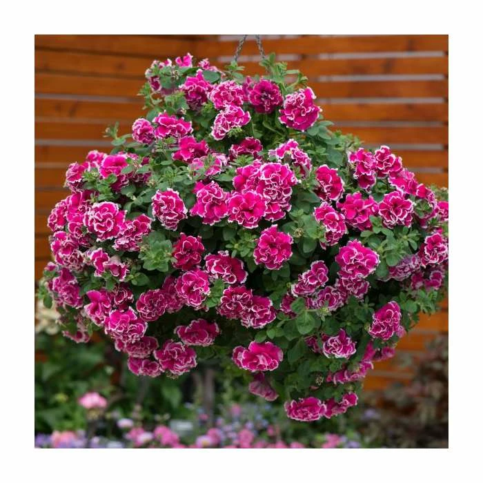 Petunia Tumbelina® 'Anna' | Bedding | 5 x Large Plugs 4 Petunia Tumbelina® 'Anna' | Bedding | 5 x Large Plugs - Image 2