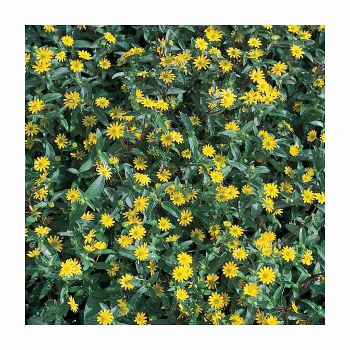 Sanvitalia 'Golden Aztec' | Perennial | 5 x Large Plugs 3 Sanvitalia 'Golden Aztec' | Perennial | 5 x Large Plugs