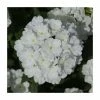Verbena Showboat 'White' | Bedding | 5 x Large Plugs -Starter Plant Sales PL9134SPX5 main image 8251