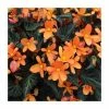 Begonia 'Glowing Embers' | Perennials | Pack of 5 Large Premium Plug Plants