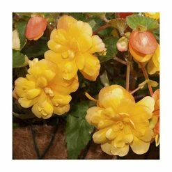 Begonia Illumination® 'Apricot Shades' | Perennials | Pack of 5 Large Premium Plug Plants -Starter Plant Sales PL9139PPX5 add image 1 2f90