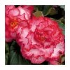 Begonia 'Majestic White Pink Picotee' | Perennials | Pack of 5 Large Premium Plug Plants 1 Begonia 'Majestic White Pink Picotee' | Perennials | Pack of 5 Large Premium Plug Plants -Starter Plant Sales PL9143PPX5 main image 49d9
