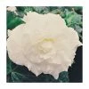 Begonia 'Nonstop White' | Perennials | Pack of 5 Large Premium Plug Plants 2 Begonia 'Nonstop White' | Perennials | Pack of 5 Large Premium Plug Plants -Starter Plant Sales PL9145PPX5 main image e29a