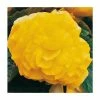 Begonia 'Nonstop Yellow' | Perennials | Pack of 5 Large Premium Plug Plants -Starter Plant Sales PL9146PPX5 main image 8de2