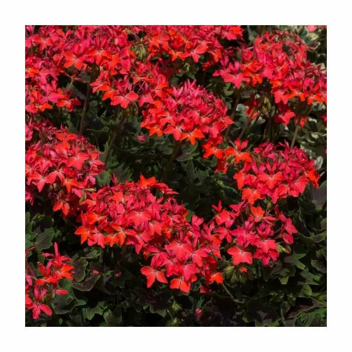 Geranium Variegated 'Chocolate' | Perennial | 5 x Large Plugs 4 Geranium Variegated 'Chocolate' | Perennial | 5 x Large Plugs - Image 2