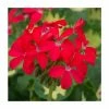 Geranium Variegated 'Happy Thought Red' | Perennial | 5 x Large Plugs 1 Geranium Variegated 'Happy Thought Red' | Perennial | 5 x Large Plugs -Starter Plant Sales PL9166PPX5 main image 845f