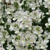 Nemesia Scented 'Wisley Vanilla' | Bedding | 5 x Large Plugs -Starter Plant Sales PL9171PPX5 main image b170