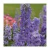 Delphinium elatum Magic Fountains 'Lavender with White Bee' | Perennial | 5 x Large Plugs