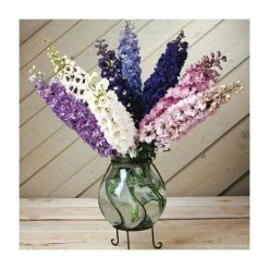 Delphinium elatum Magic Fountains 'Cherry Blossum with White Bee' | Perennial | 5 x Large Plugs -Starter Plant Sales PL9199PPX5 add image 2 a46d