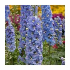 Delphinium elatum Magic Fountains 'Sky Blue with White Bee' | Perennial | 5 x Large Plugs