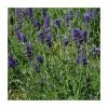 Lavandula angustifolia 'Hidcote Blue' | Perennial | 5 x Large Plugs -Starter Plant Sales PL9207PPX5 main image e75a