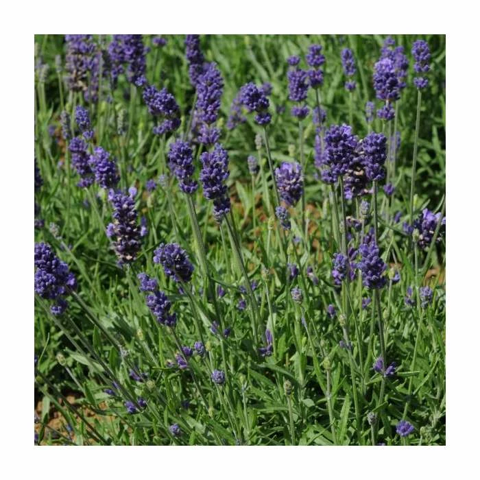 Lavandula angustifolia 'Hidcote Blue' | Perennial | 5 x Large Plugs 2 Lavandula angustifolia 'Hidcote Blue' | Perennial | 5 x Large Plugs
