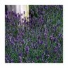 Lavandula angustifolia 'Munstead' | Perennial | 5 x Large Plugs
