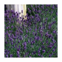 Lavandula angustifolia 'Munstead' | Perennial | 5 x Large Plugs