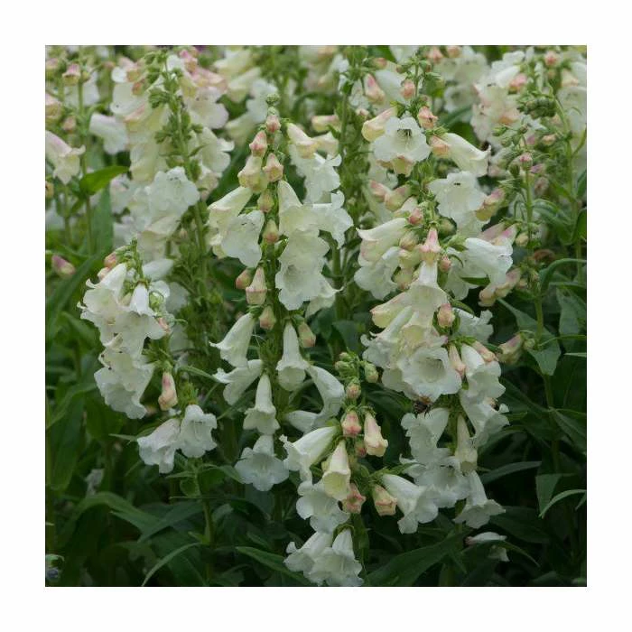 Penstemon Arabesque 'Appleblossom' | Perennial | 5 x Large Plugs 4 Penstemon Arabesque 'Appleblossom' | Perennial | 5 x Large Plugs - Image 2